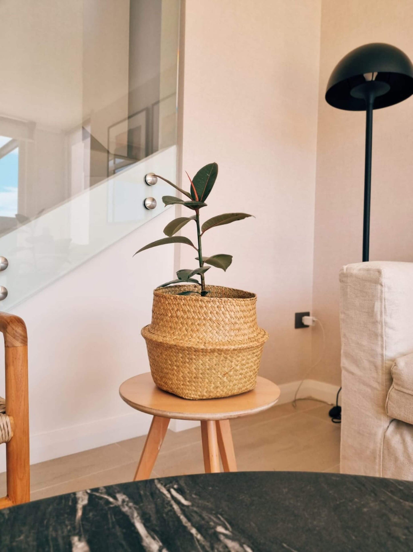 Ficus Ruby