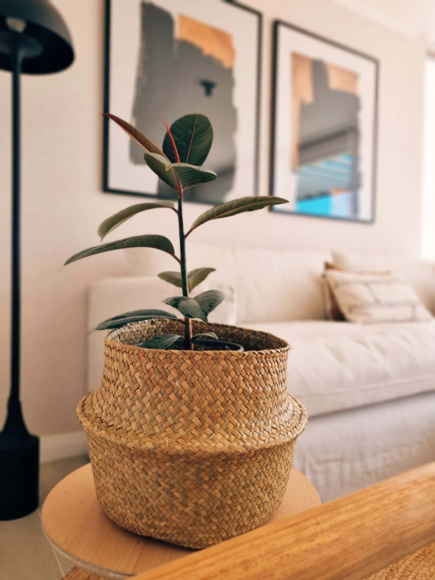 Ficus Ruby
