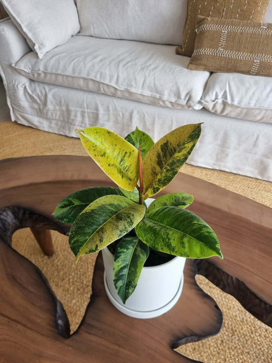 Ficus Shiveriana + Macetero Nordico - Elige tu color