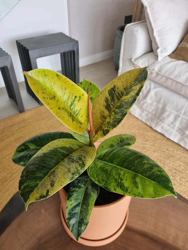 Ficus Shiveriana