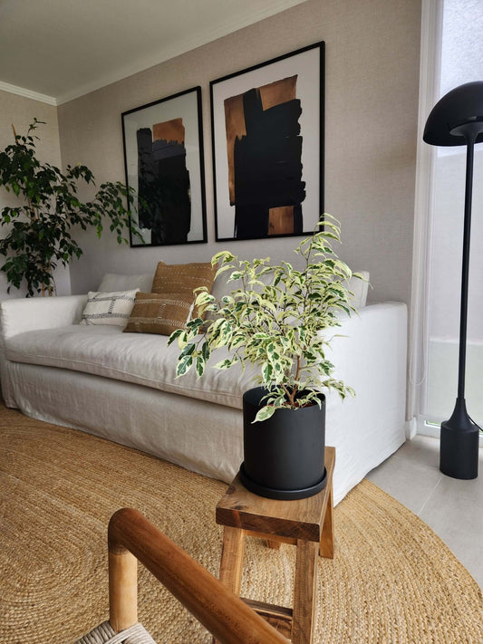 Ficus Benjamina Blanco + Macetero Nórdico - Elige tu color