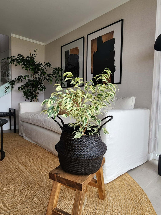 Ficus Benjamina Blanco + Canasto - Elige el que más te guste