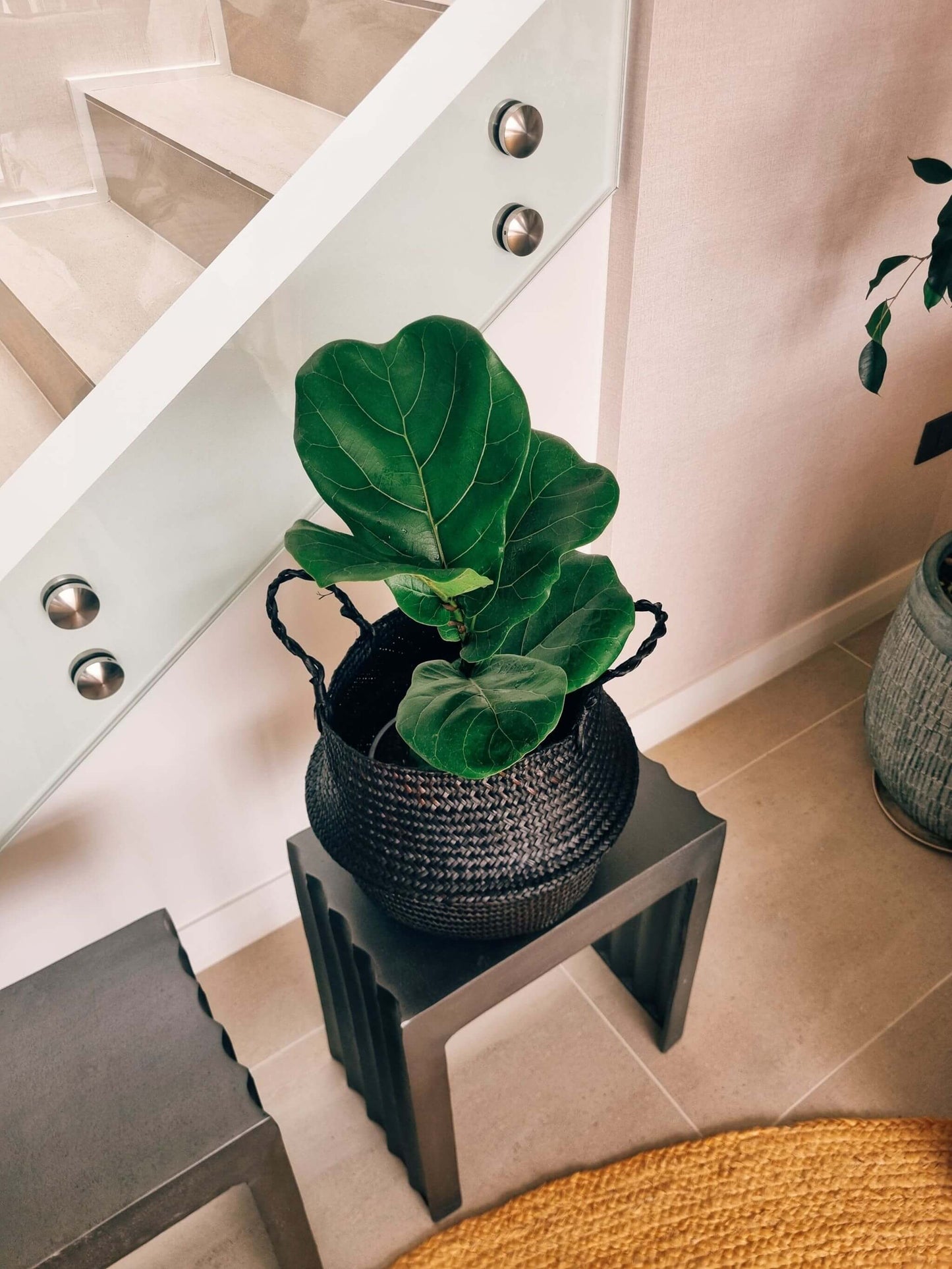 Ficus Lyrata L