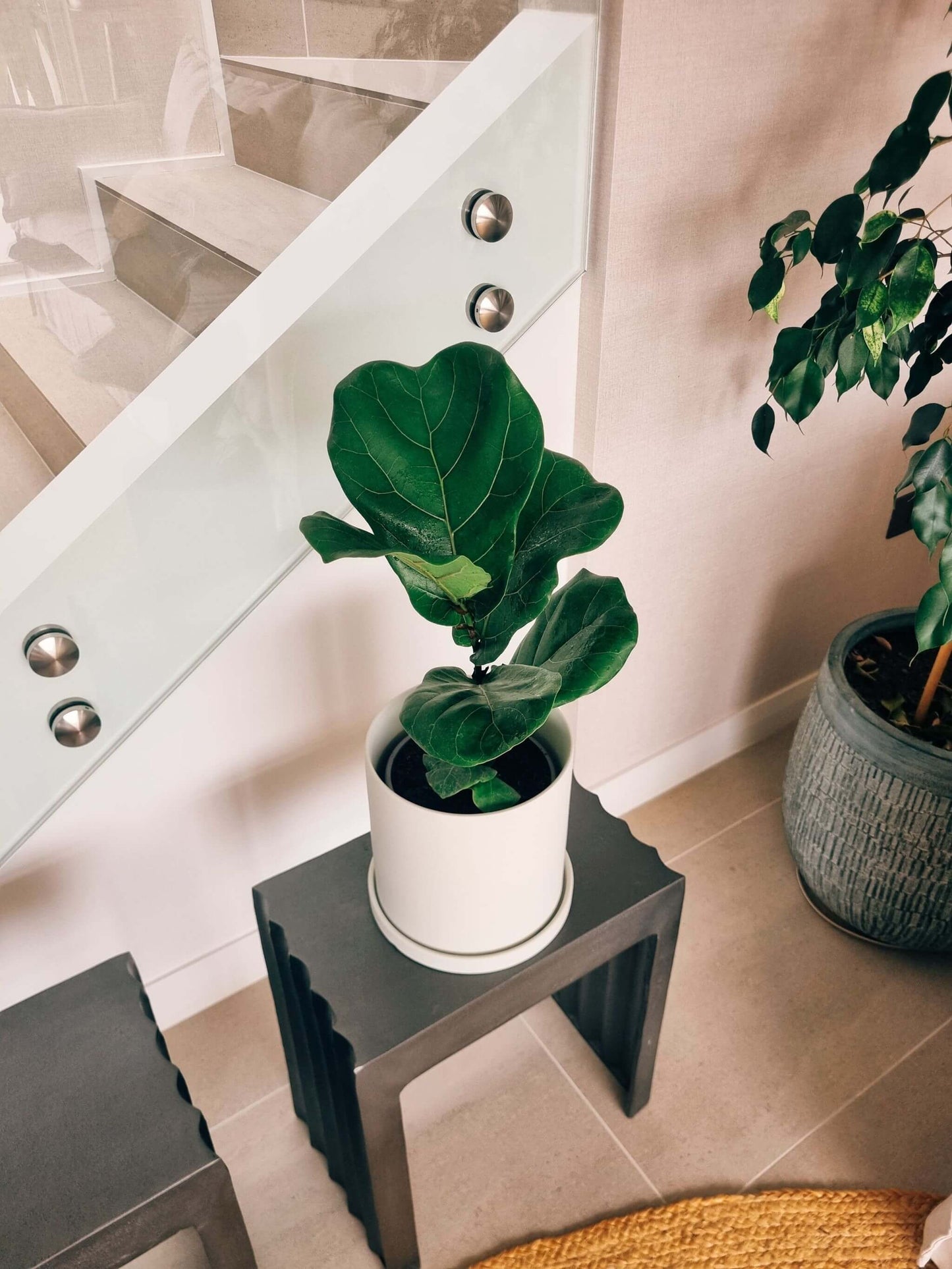 Ficus Lyrata L