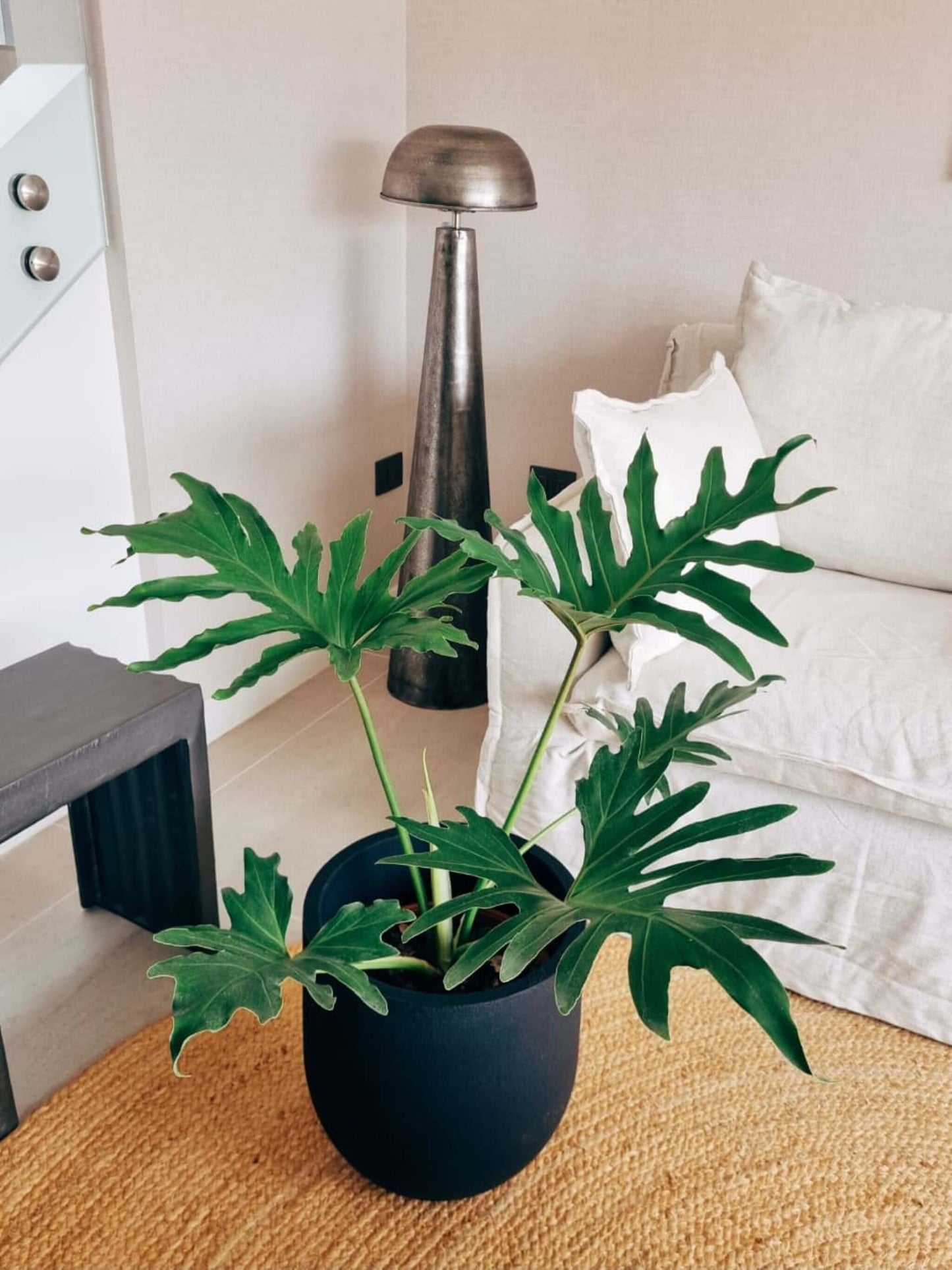 Filodendro Paraguayo XL