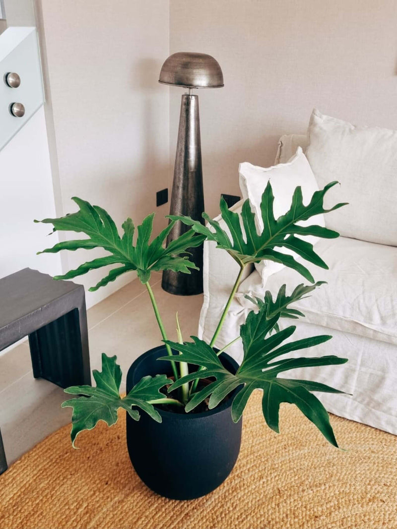 Filodendro Paraguayo XL