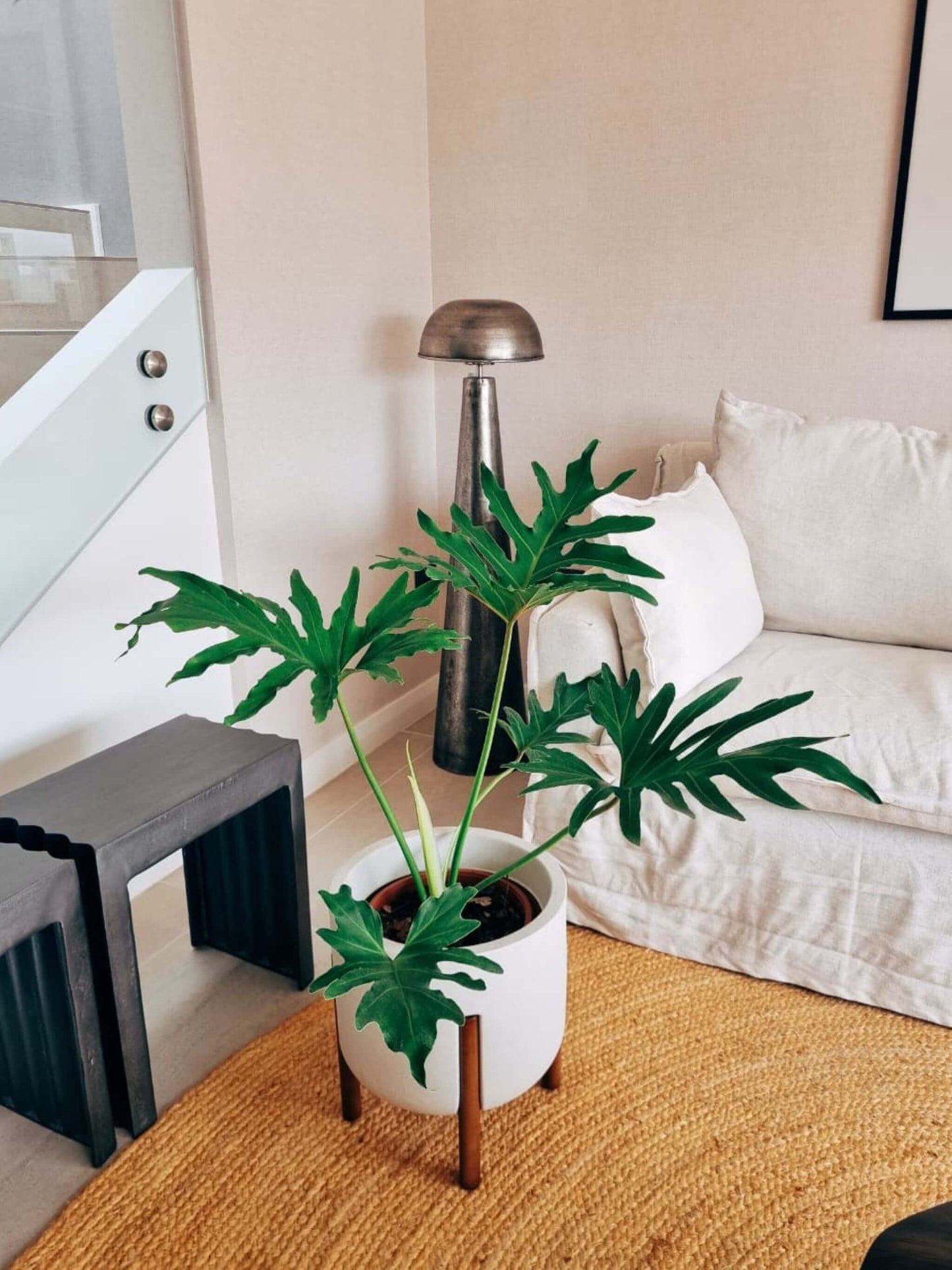 Filodendro Paraguayo XL