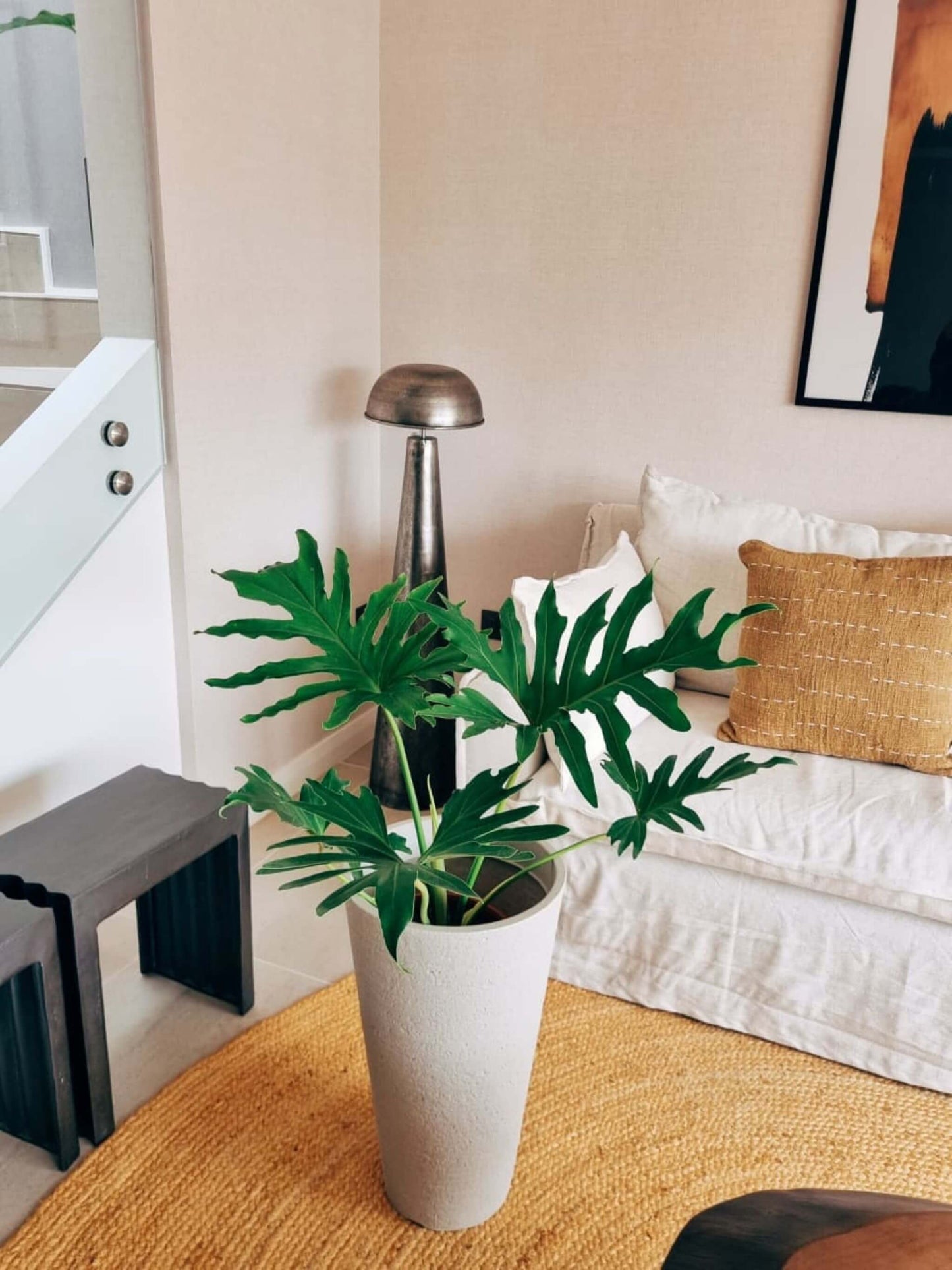 Filodendro Paraguayo XL