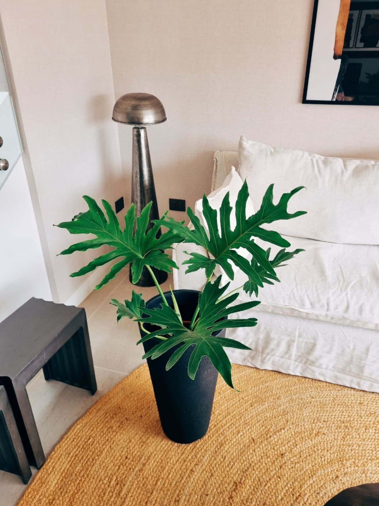 Filodendro Paraguayo XL