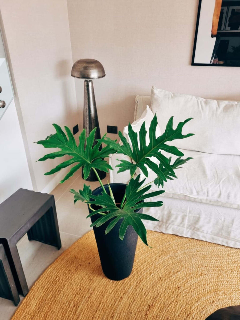 Filodendro Paraguayo XL