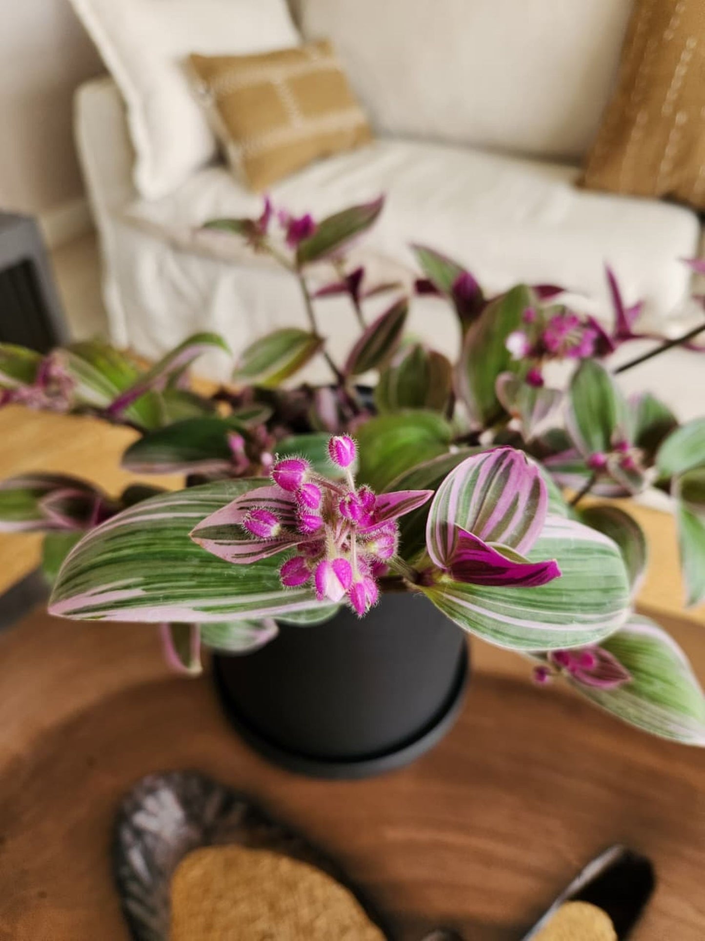 Tradescantia Nanouk