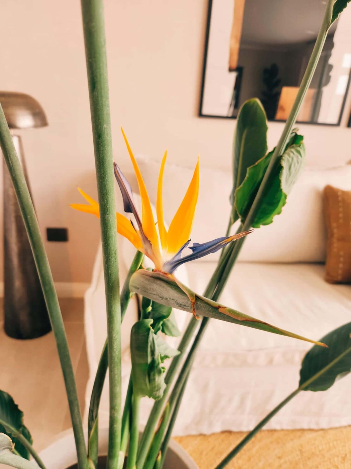 Flor del Pájaro XXL (Strelitzia Reginae)