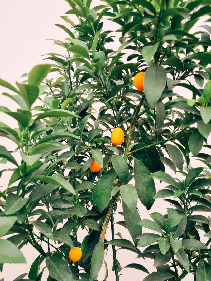 Kumquat XXL + Macetero Bruma - Elige tu color
