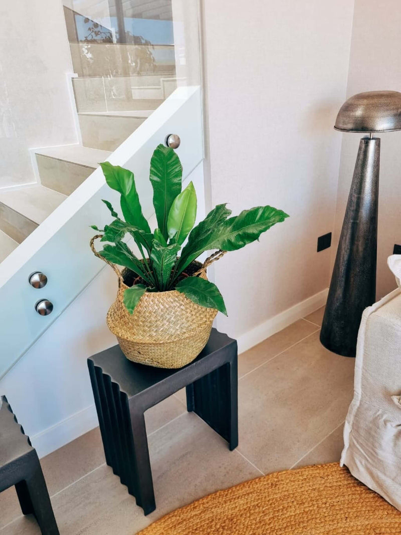 Helecho Nido de Pájaro XL + Canasto Isa XL