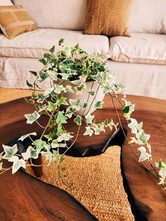 Hiedra Variegada