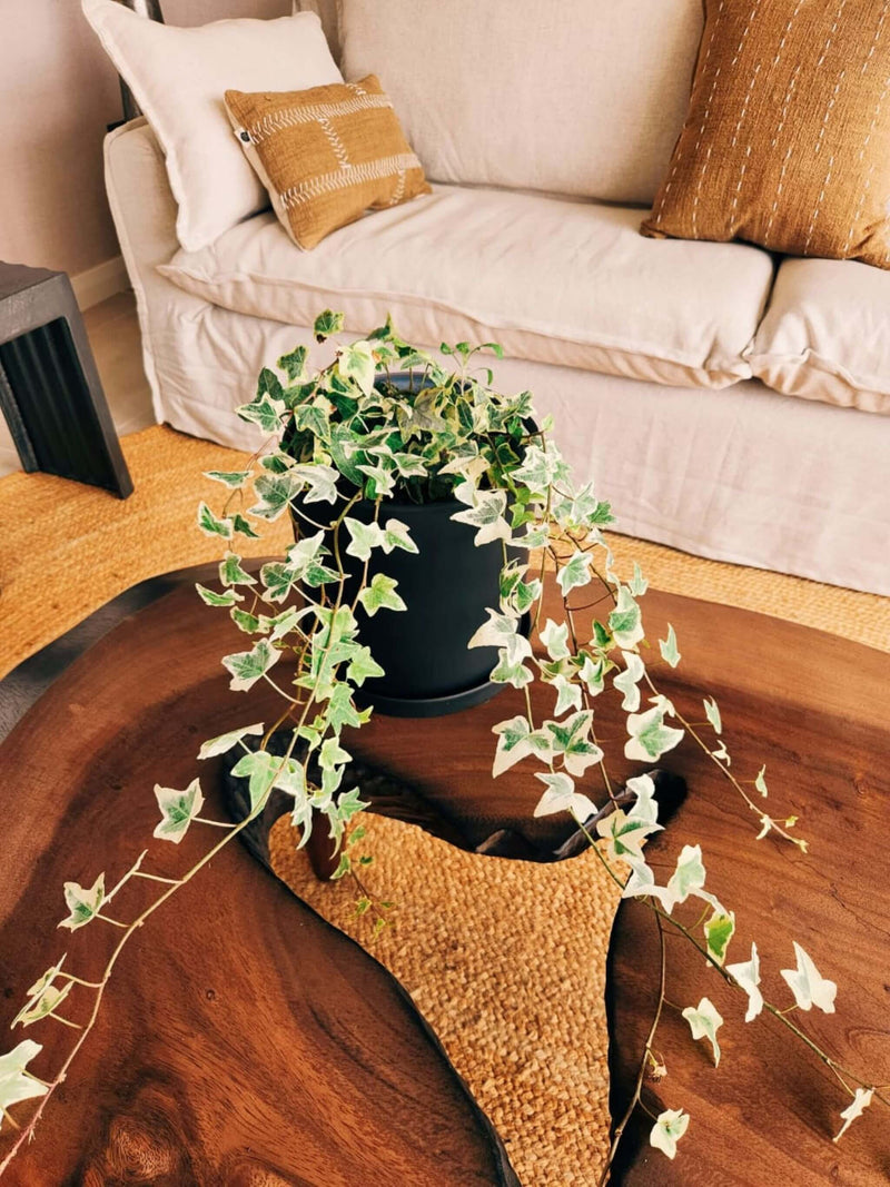 Hiedra Variegada