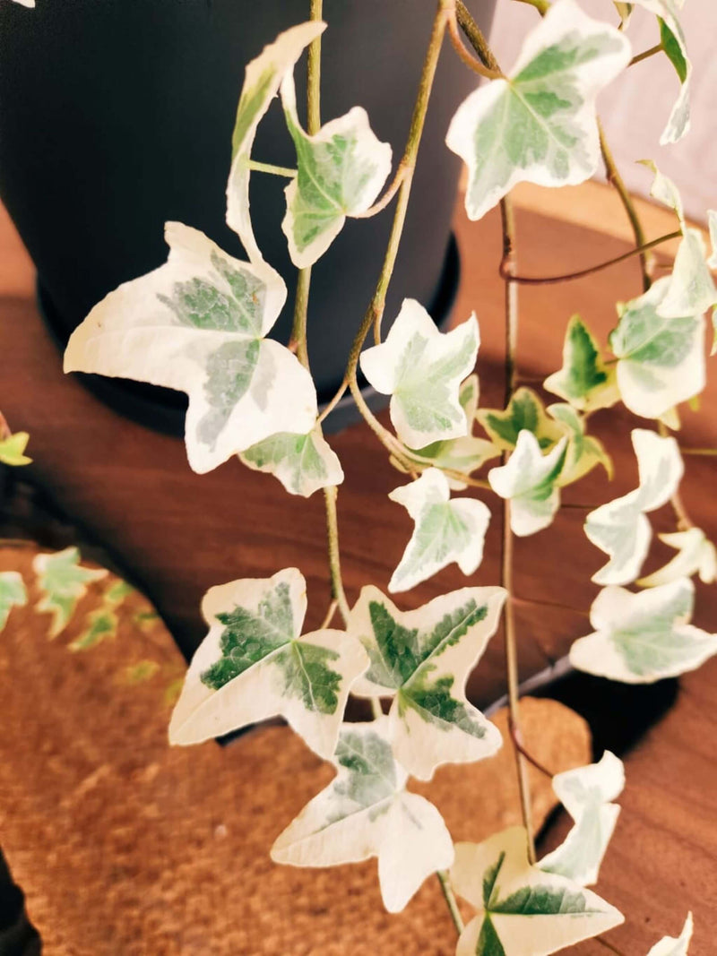 Hiedra Variegada