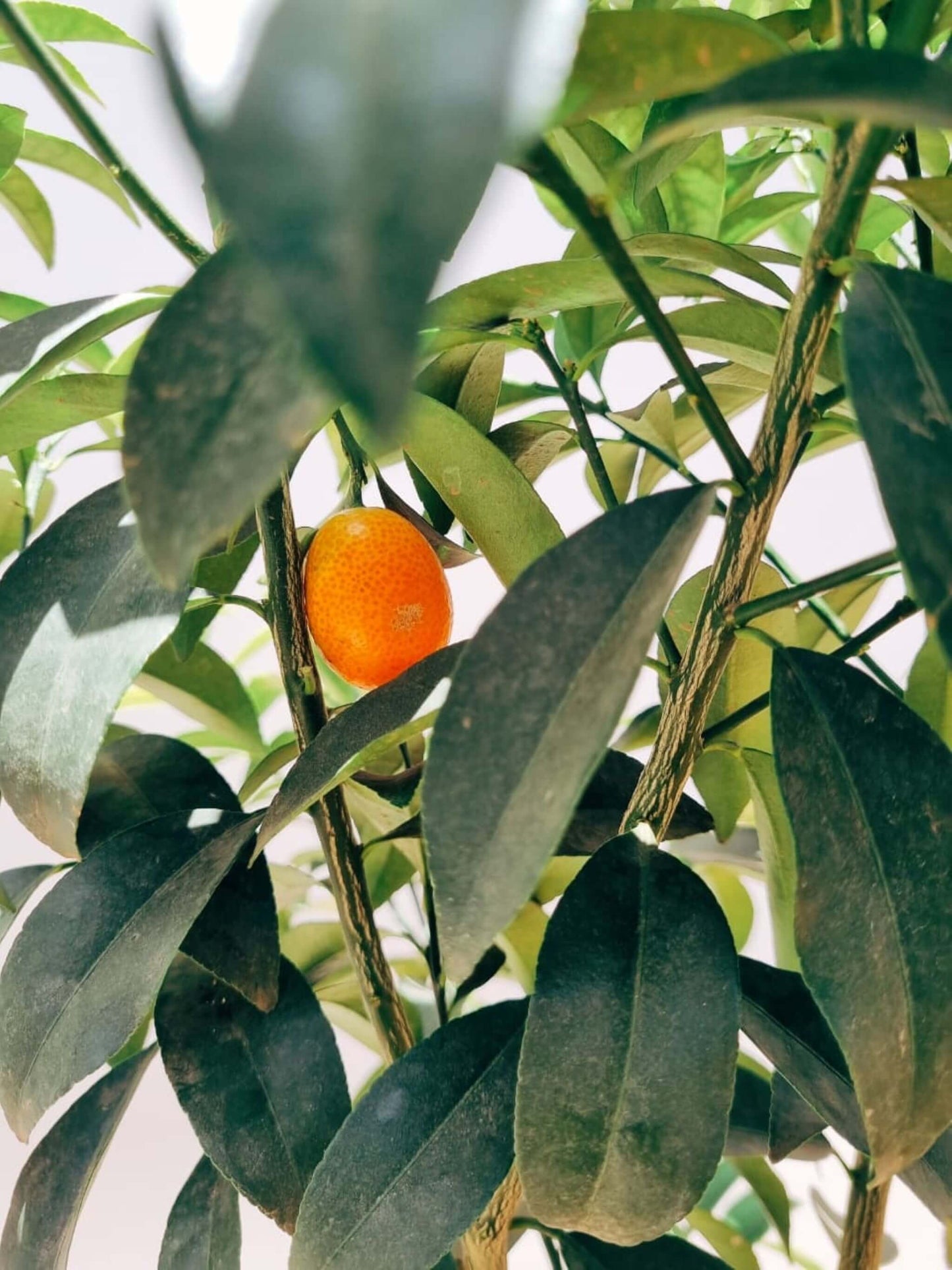 Kumquat XXL