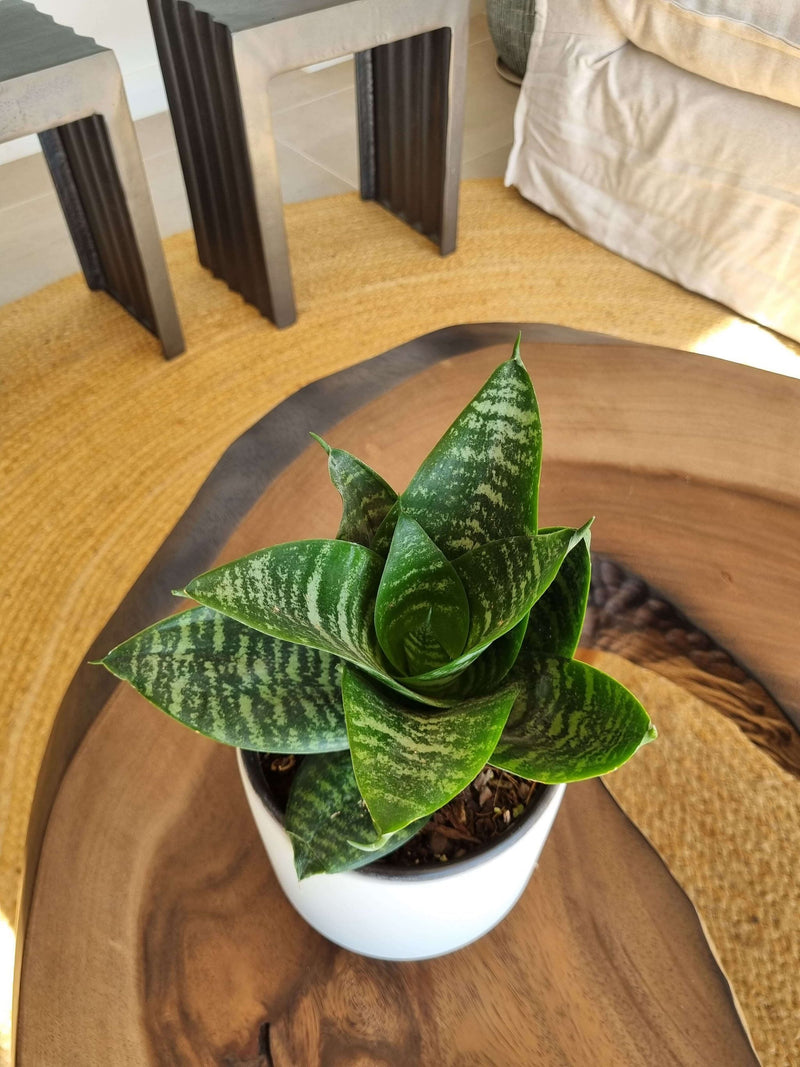 Sansevieria Green Star + Macetero Pipa - Elige tu Color