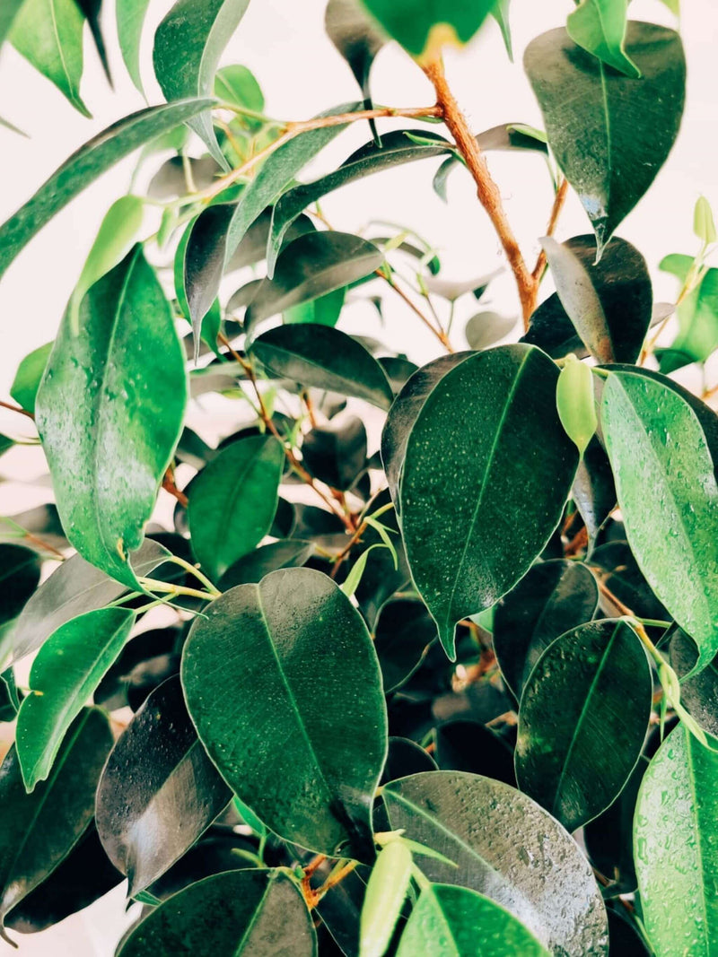 Ficus Benjamina Negro + Macetero Nórdico - Elige tu color