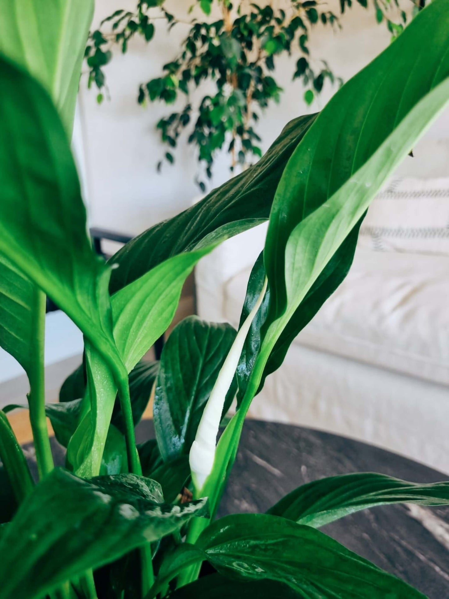 Spathiphyllum (Lirio de la Paz)