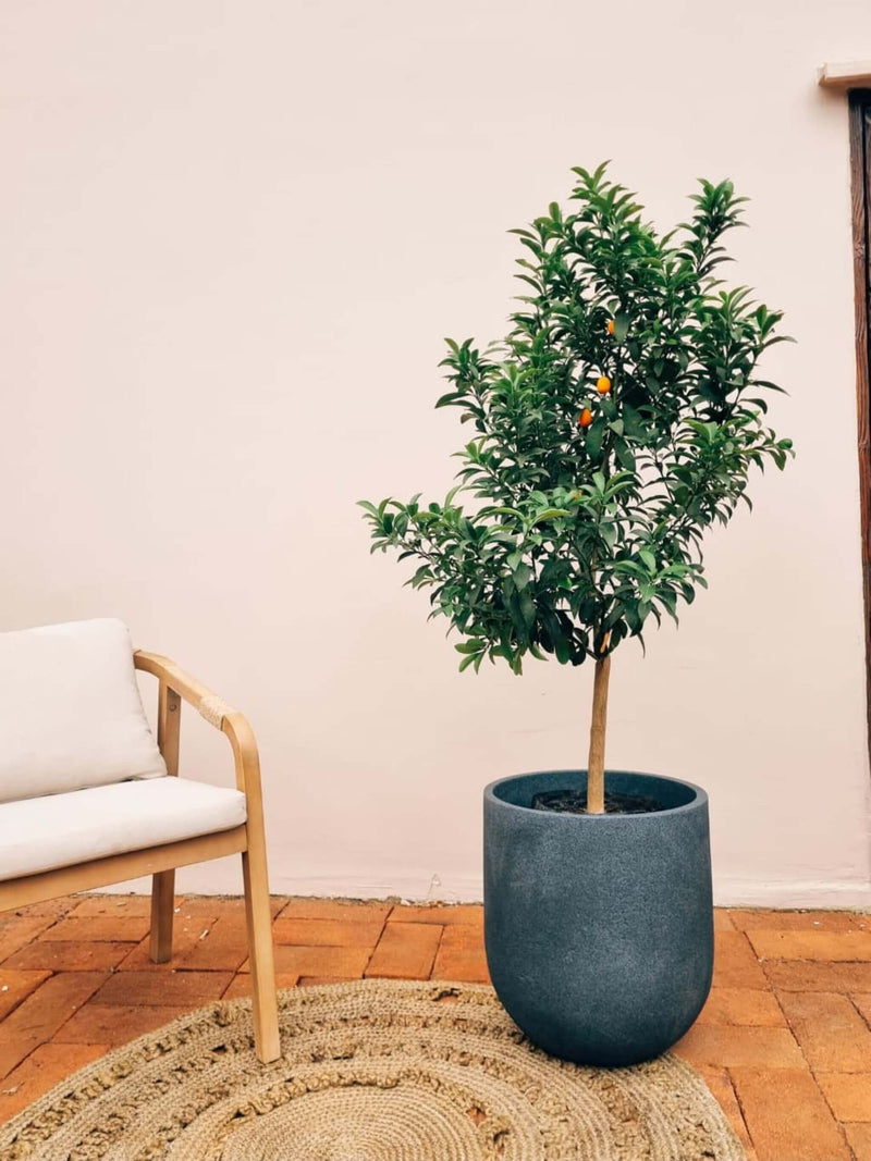 Kumquat XXL + Macetero Bruma - Elige tu color