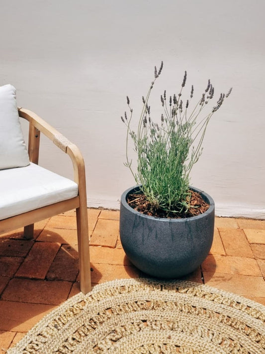 Lavanda XXL + Macetero Bow Grafito