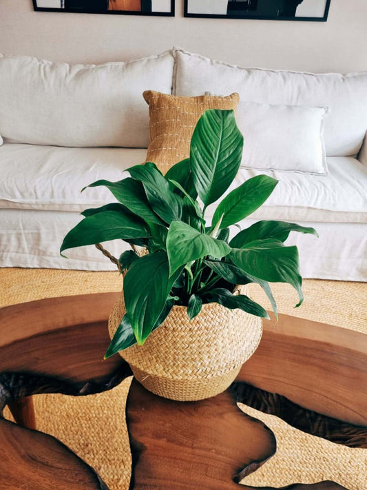Lirio de la Paz XXL (Spathiphyllum) + Canasto - Elige el que más te guste