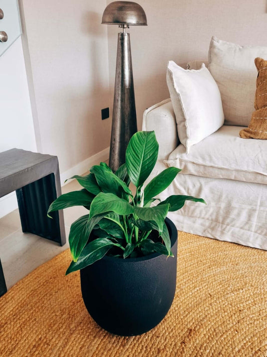Lirio de la Paz XXL (Spathiphyllum)