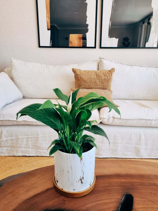 Lirio de la Paz + Macetero Nordico Marmol