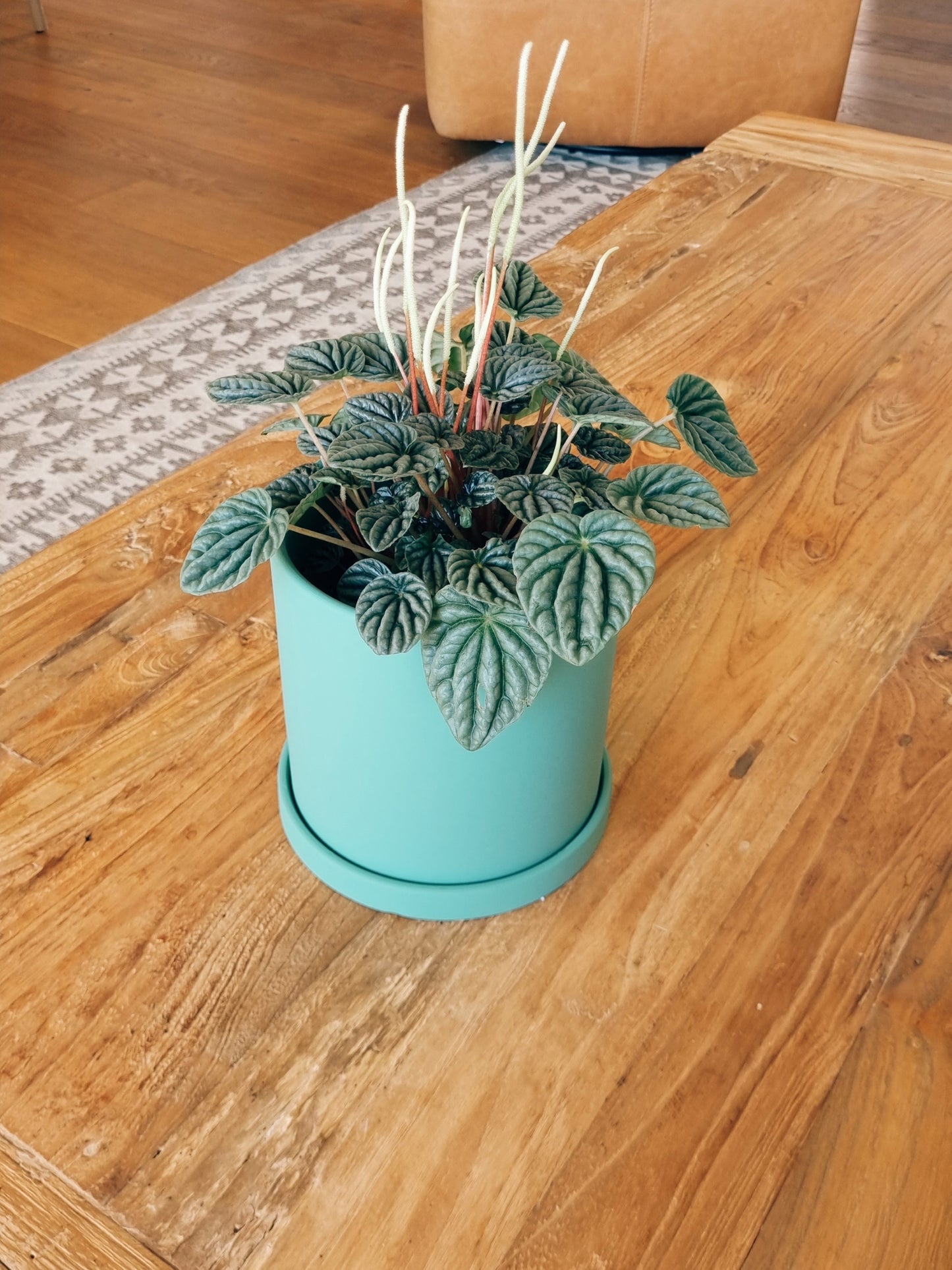 Peperomia Caperata + Macetero Nórdico - Elige tu color