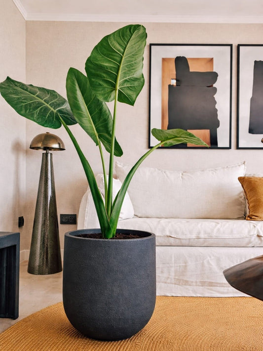 Manto de Eva XXXL + Macetero Bruma - Elige tu color