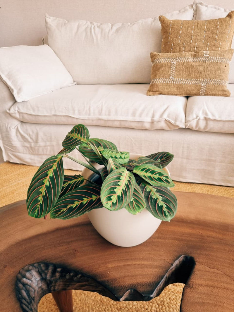 Maranta Leuconera XL + Macetero Cuenco - Elige tu color