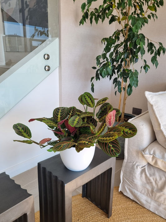 Maranta Leuconera XL
