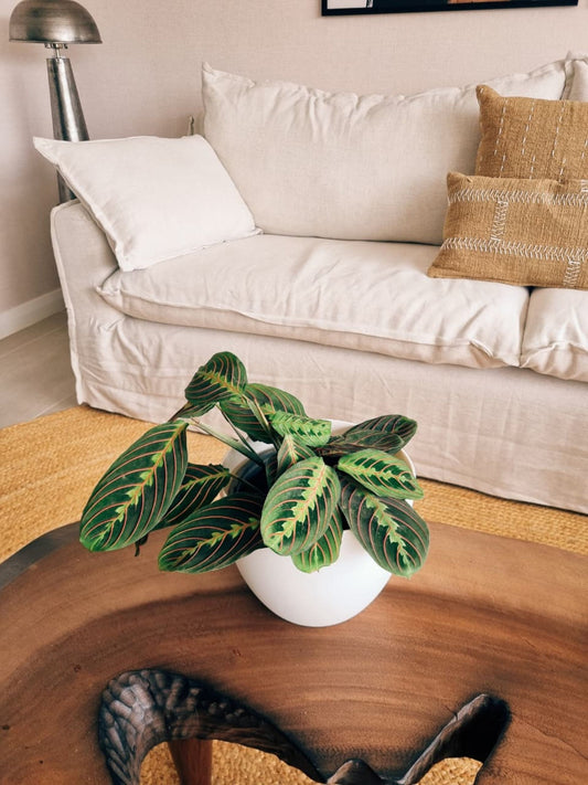 Maranta Leuconera XL + Macetero Cuenco - Elige tu color