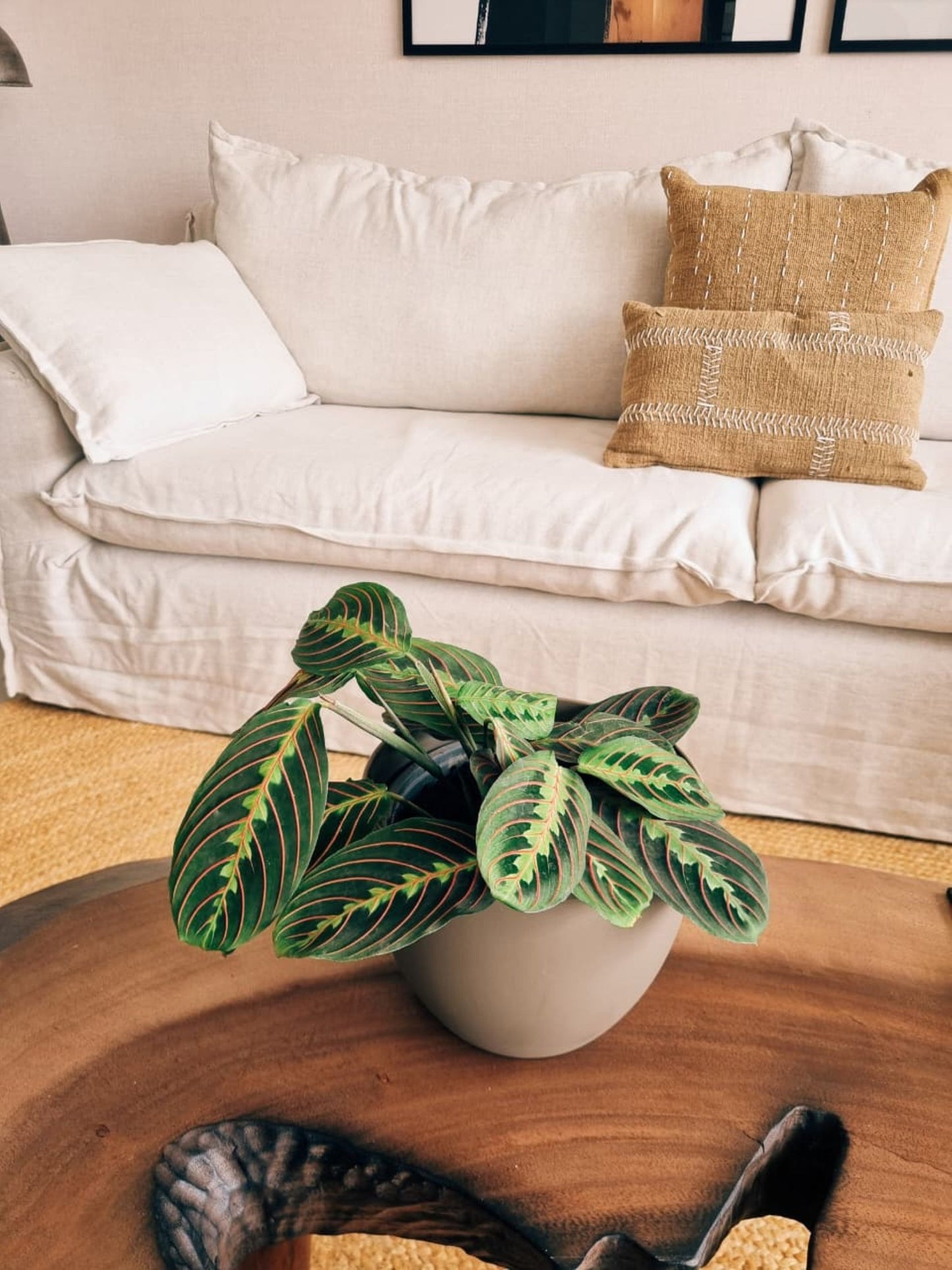 Maranta Leuconera XL + Macetero Cuenco - Elige tu color