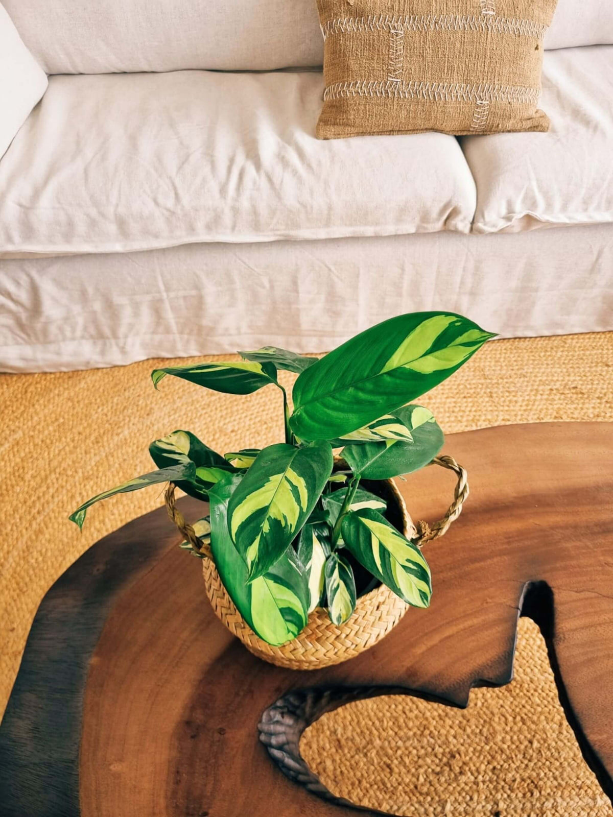 Maranta Lubbersiana + Canasto Isa M