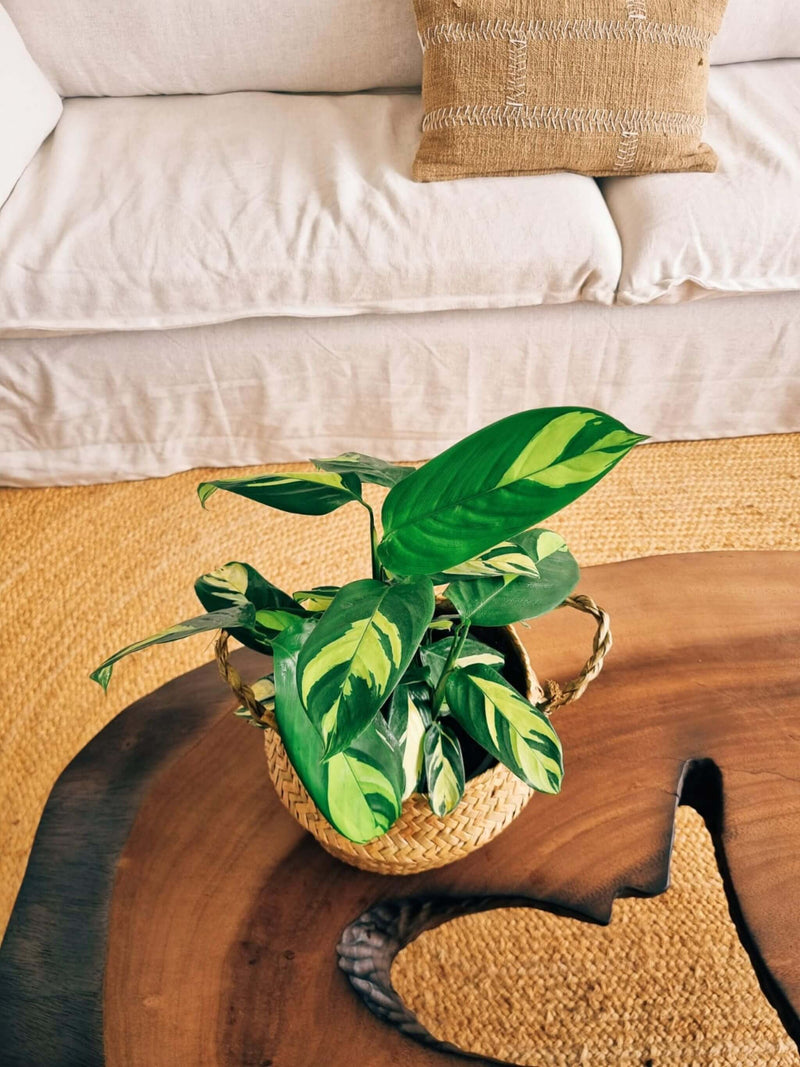 Maranta Lubbersiana + Canasto Isa M