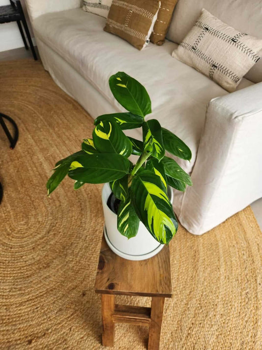 Maranta Lubbersiana