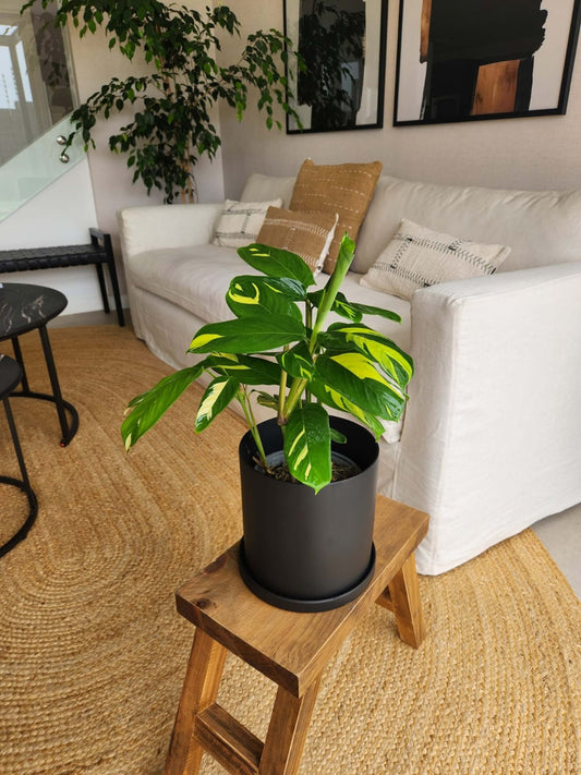 Maranta Lubbersiana + Macetero Nordico - Elige tu color