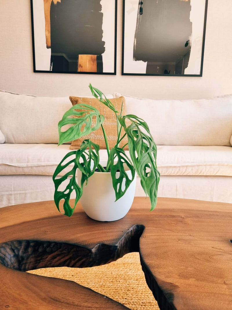 Monstera Adansonii +  Macetero Bowl  - Elige tu color