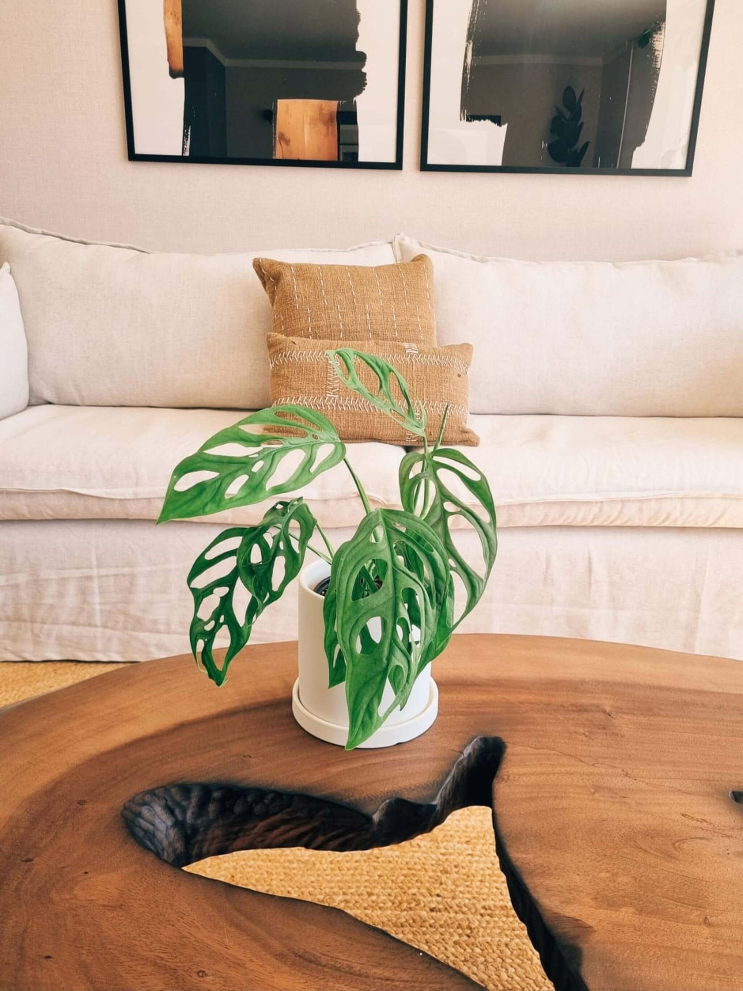 Monstera Adansonii +  Macetero Nordico - Elige tu color