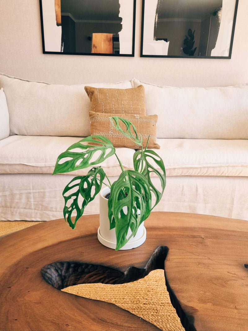 Monstera Adansonii +  Macetero Nordico - Elige tu color