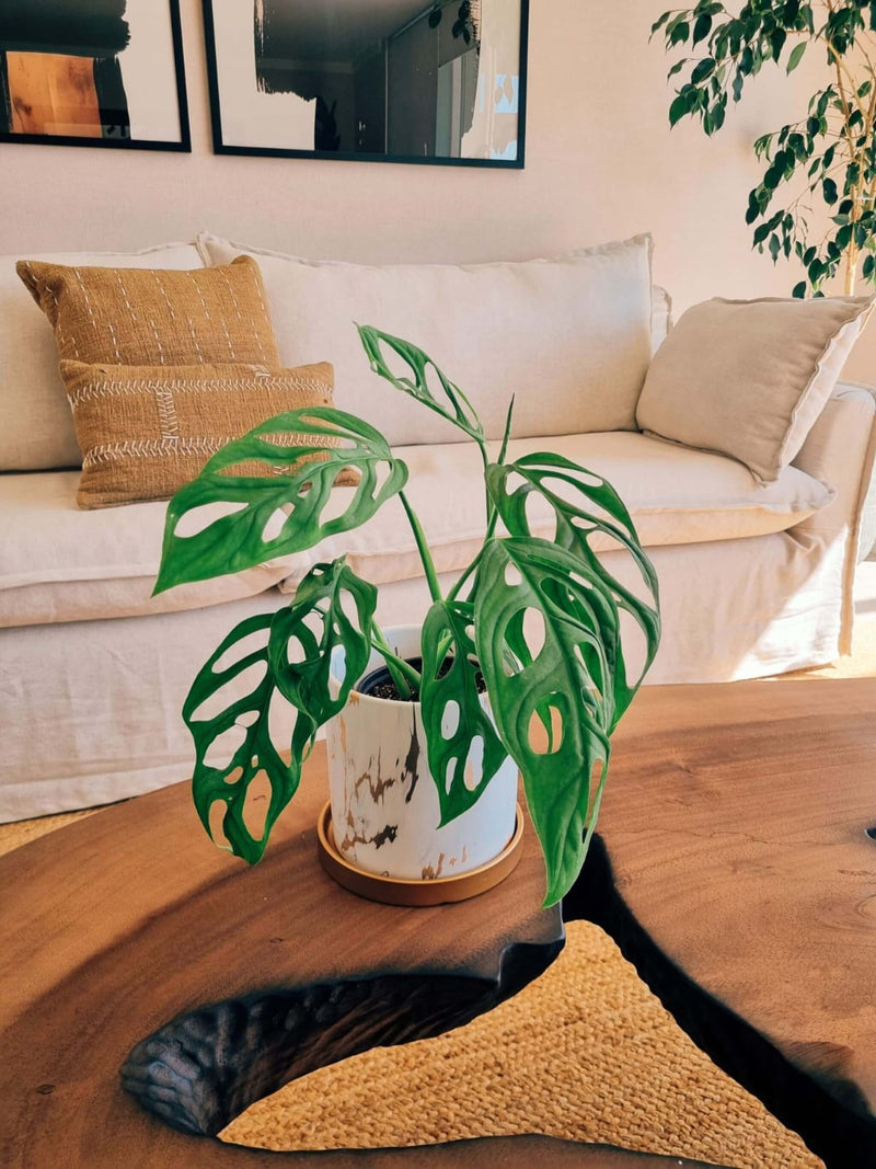 Monstera Adansonii +  Macetero Nordico - Elige tu color