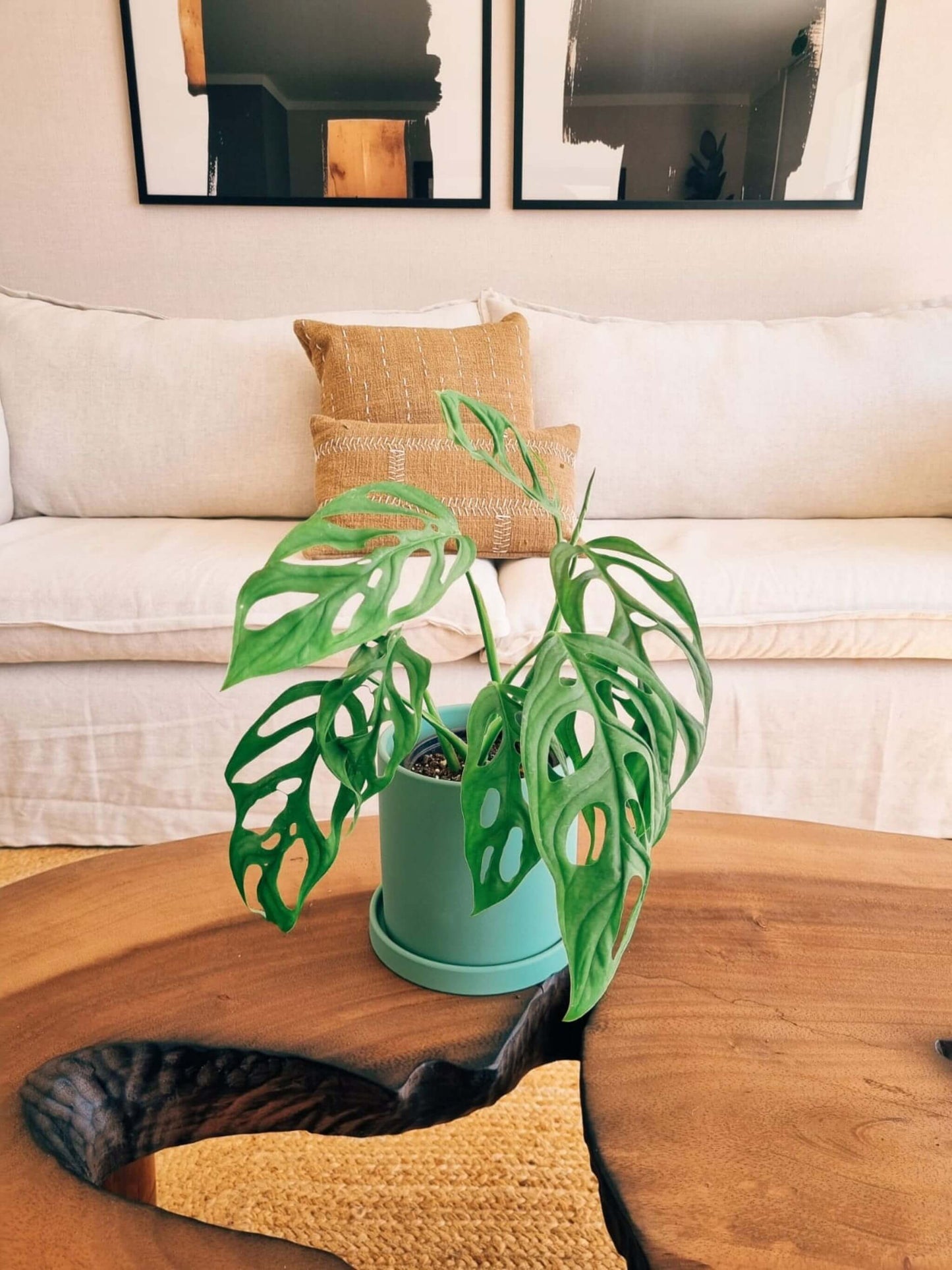 Monstera Adansonii +  Macetero Nordico - Elige tu color