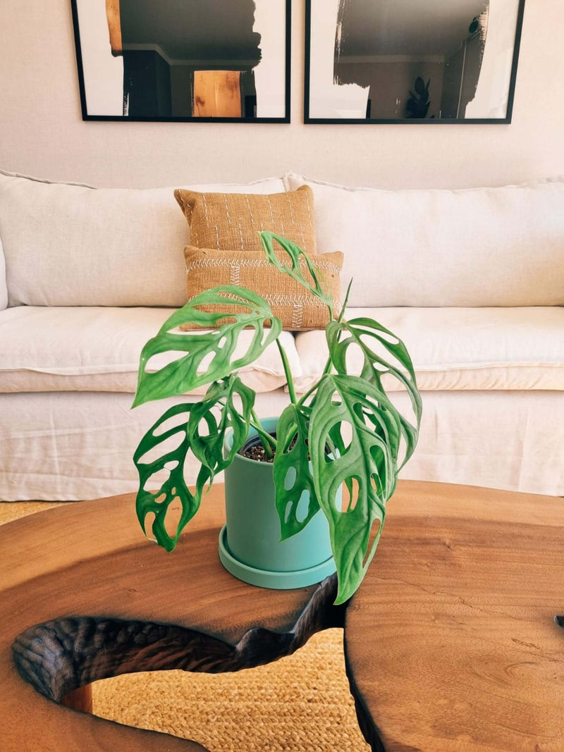 Monstera Adansonii +  Macetero Nordico - Elige tu color