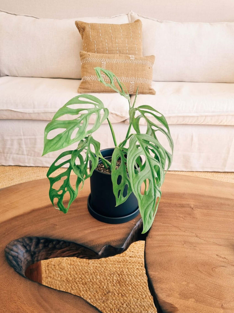 Monstera Adansonii +  Macetero Nordico - Elige tu color