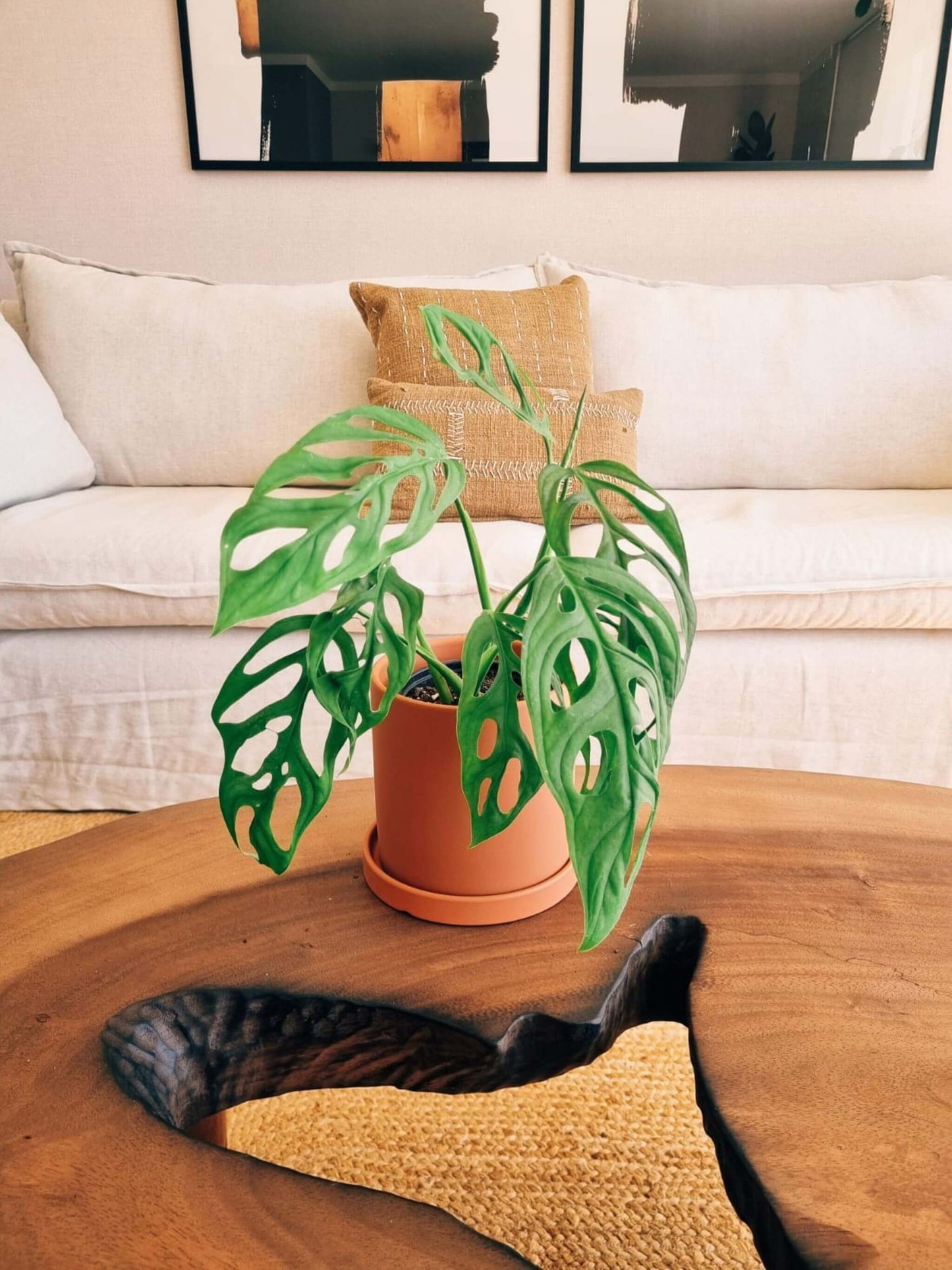 Monstera Adansonii +  Macetero Nordico - Elige tu color