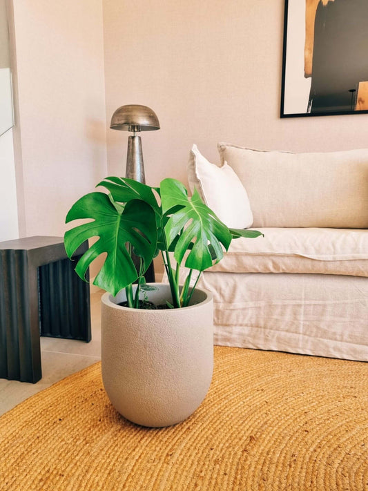 Monstera Deliciosa Doble + Macetero Bruma - Elige tu color