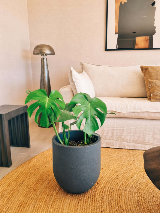 Monstera Deliciosa Doble XL